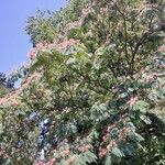 Albizia julibrissin 形態