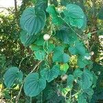 Dioscorea bulbifera 葉