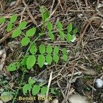 Vicia dumetorum Vekstform