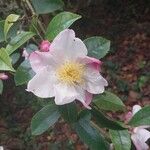 Camellia japonica Цветок