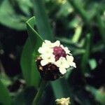 Phyla lanceolata Virág