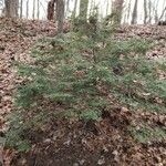 Tsuga canadensis 整株植物