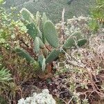 Opuntia maxima Blatt