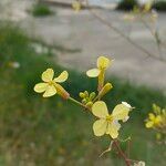 Brassica barrelieri Fleur