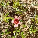 Sida ciliaris Plante entière