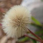 Erigeron alpinus Owoc