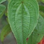 Rhynchanthera grandiflora Leaf