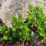 Cryptogramma crispa Habitat