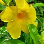 Allamanda catharticaBlomma