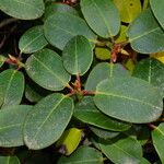 Rhododendron haematodes पत्ता
