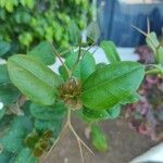 Eugenia uniflora Yaprak