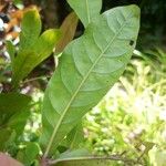 Synsepalum dulcificum Leaf