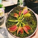 Dionaea muscipula Λουλούδι