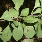 Pisonia macranthocarpa 葉