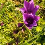 Babiana angustifolia Blomma