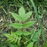 Rhus glabra Hoja