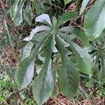 Cecropia pachystachya Leaf