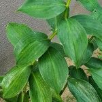 Costus spicatus Fuelha