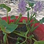 Heteranthera reniformis फूल