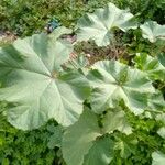 Malva parvifloraLeaf