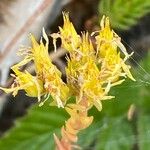 Petrosedum montanum Blüte