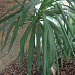 Yucca aloifolia ഇല