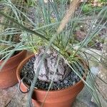 Beaucarnea gracilis Φλοιός