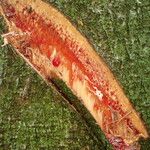 Amphimas ferrugineus Кора