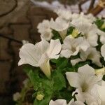 Petunia × atkinsiana Flors