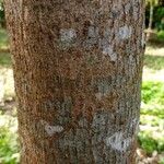 Terminalia superba Corteza