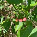 Euonymus atropurpureus Blüte