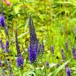 Veronica longifolia Žiedas