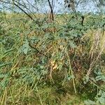 Sesbania sesban Levél
