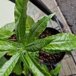 Pouteria caimito Leaf