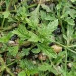 Verbena bracteata Blatt