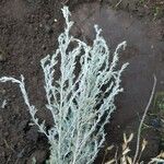 Artemisia maritima Leaf