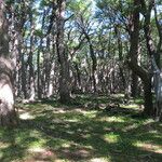 Nothofagus pumilio Habitat