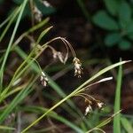 Carex capillaris Облик