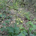 Lactuca muralis Plante entière