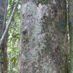 Pouteria ambelaniifolia 樹皮