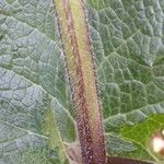 Salvia verbenaca Rinde
