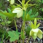 Helleborus viridis 花