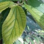 Luehea divaricata Leaf