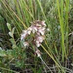Epipactis palustris Virág