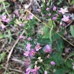 Centaurium erythraea花