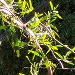 Acacia confusa Lehti