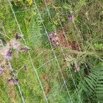 Cirsium palustre Flower