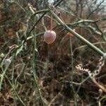 Capparis decidua Fruit