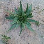 Gymnarrhena micrantha 整株植物