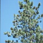 Pinus jeffreyi